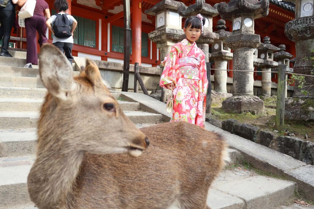 春日大社_奈良県奈良市_七五三お参り_7歳女の子_鹿と一緒に