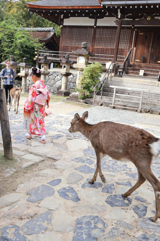 春日大社_奈良県奈良市_七五三お参り_7歳女の子_千歳飴